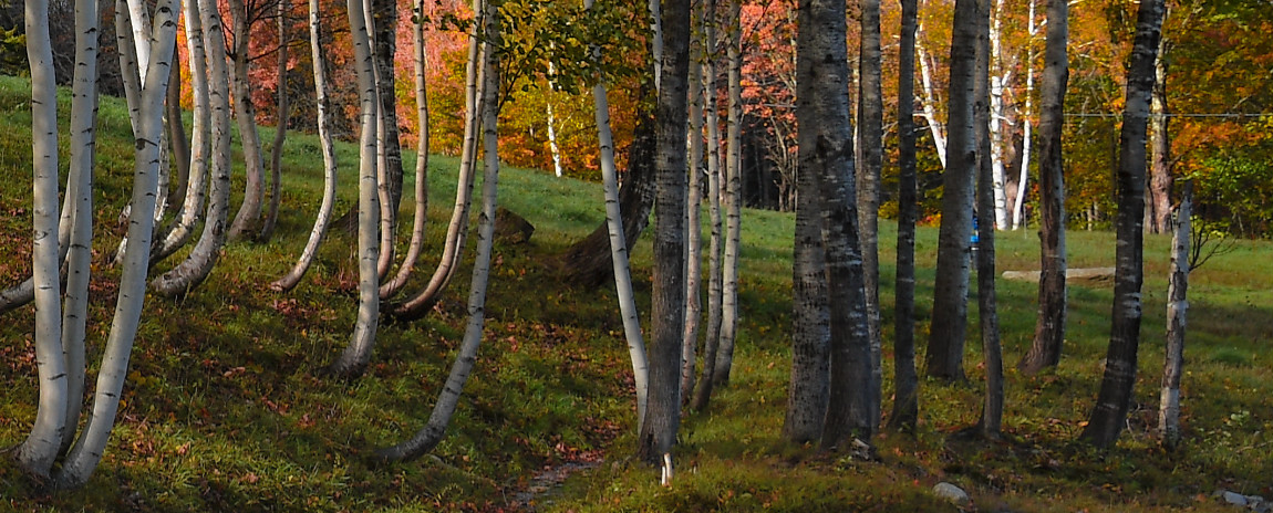 Fall foliage